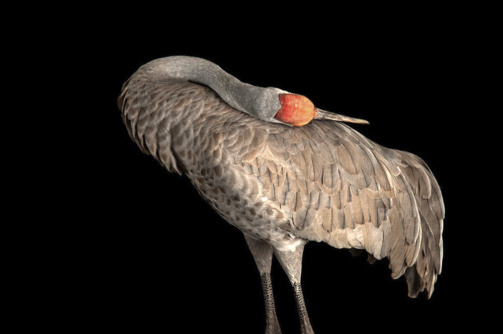 MONA_Crane2020
